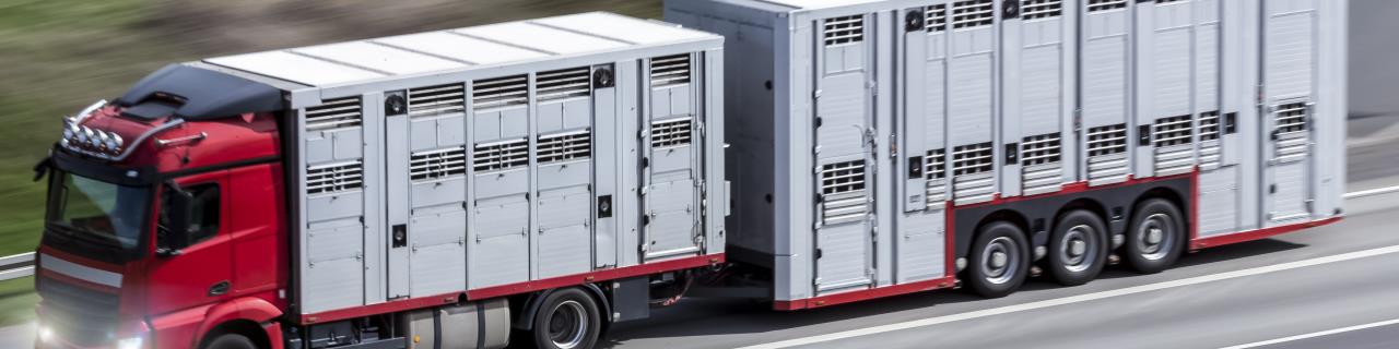 Tiertransportbetreuer:in für Kurzstreckentransporte