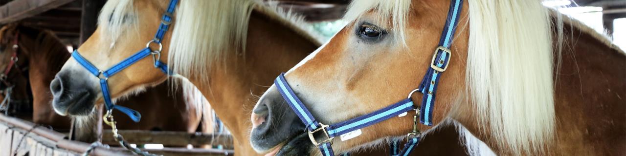 Das Pferd im Fokus