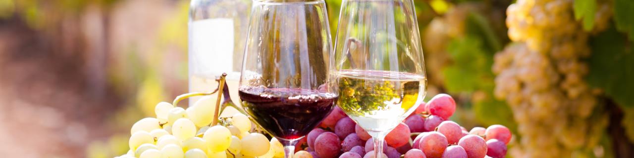 Österreichs versteckte Weinschätze – Genussreise zu kleinen Winzern!