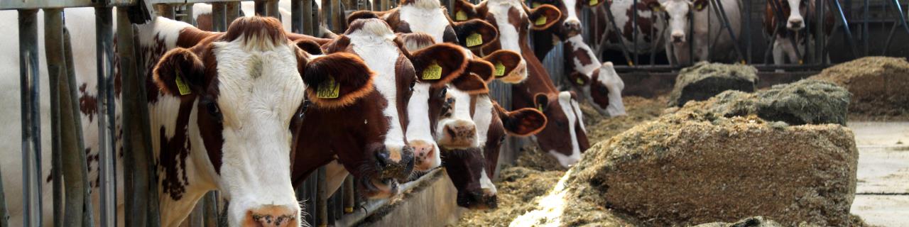 Lehrgang über Tierhaltung und Tierschutz – Modul 2 (eLearning)